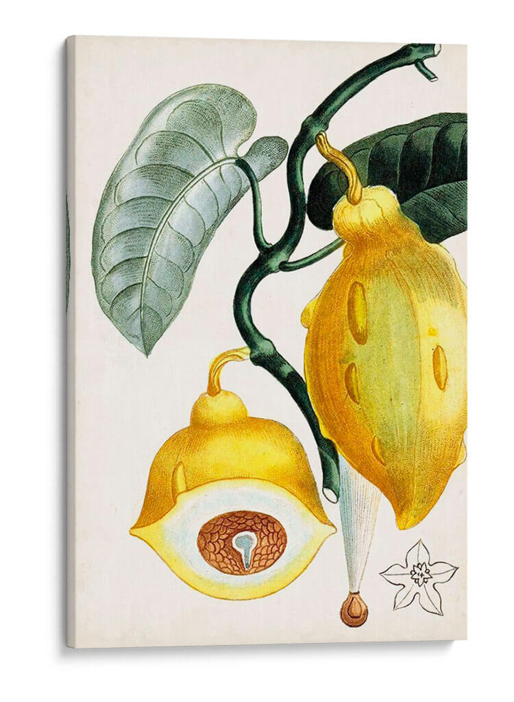 Turpin Tropical Fruit Iv - Turpin | Cuadro decorativo de Canvas Lab