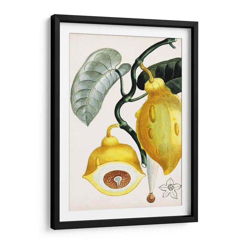 Turpin Tropical Fruit Iv - Turpin | Cuadro decorativo de Canvas Lab