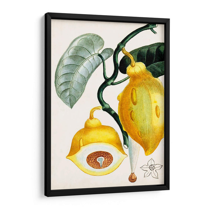 Turpin Tropical Fruit Iv - Turpin | Cuadro decorativo de Canvas Lab