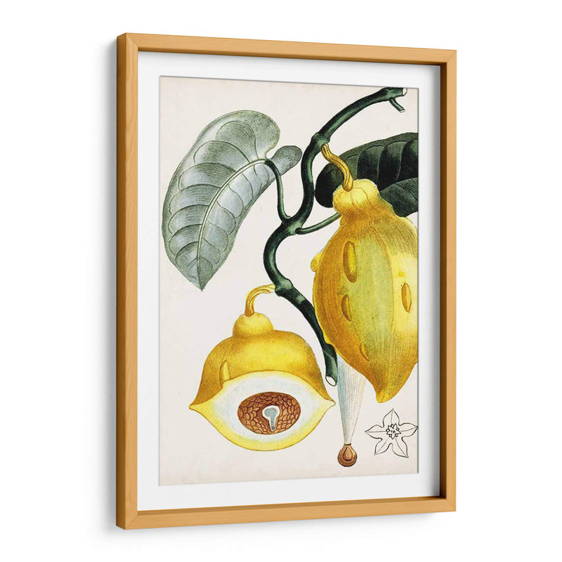 Turpin Tropical Fruit Iv - Turpin | Cuadro decorativo de Canvas Lab