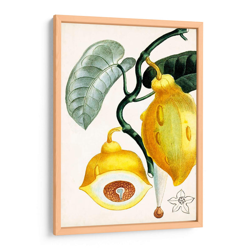 Turpin Tropical Fruit Iv - Turpin | Cuadro decorativo de Canvas Lab