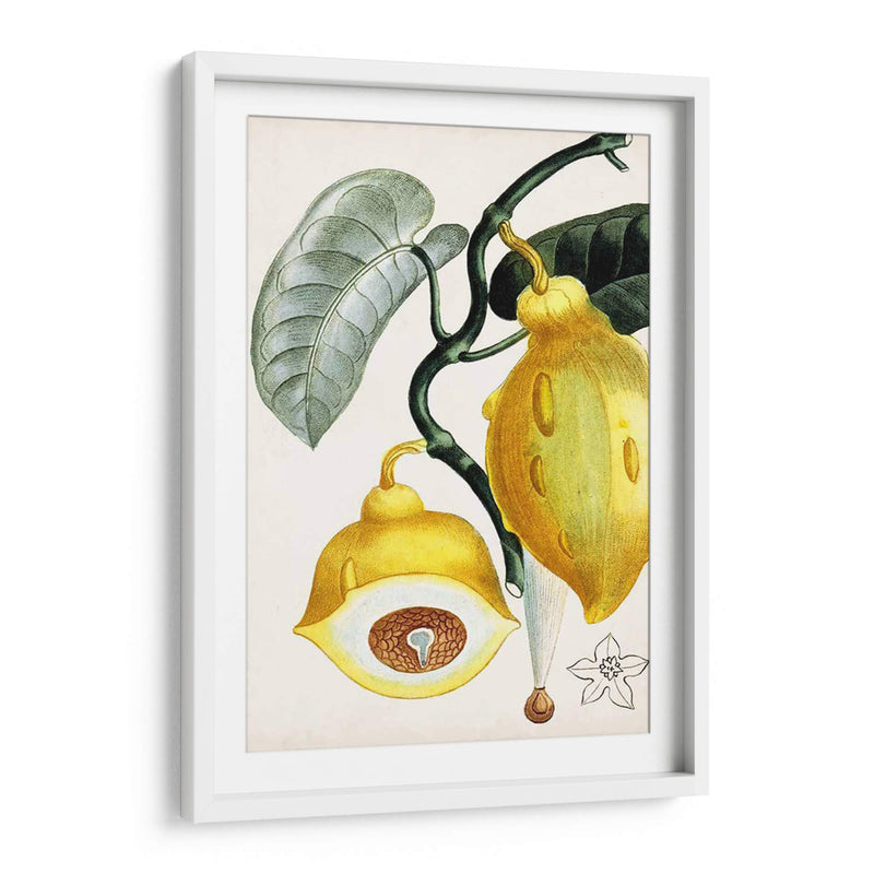 Turpin Tropical Fruit Iv - Turpin | Cuadro decorativo de Canvas Lab