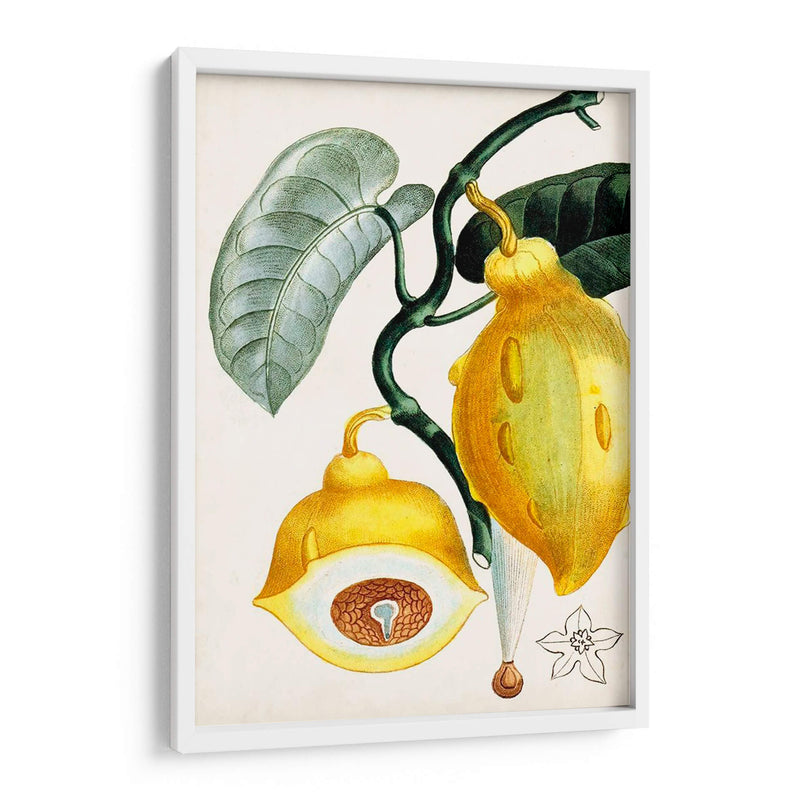 Turpin Tropical Fruit Iv - Turpin | Cuadro decorativo de Canvas Lab