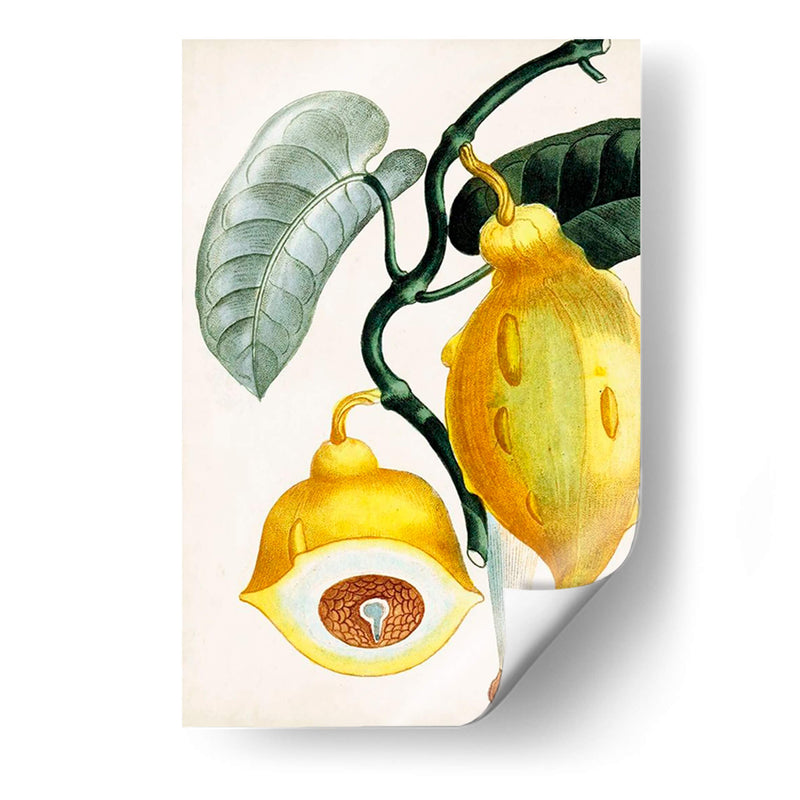 Turpin Tropical Fruit Iv - Turpin | Cuadro decorativo de Canvas Lab