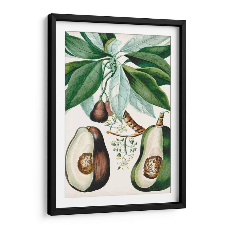 Turpin Tropical Fruta V - Turpin | Cuadro decorativo de Canvas Lab