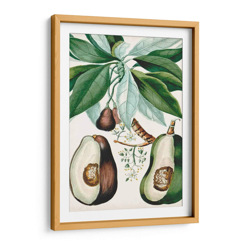 Turpin Tropical Fruta V - Turpin | Cuadro decorativo de Canvas Lab