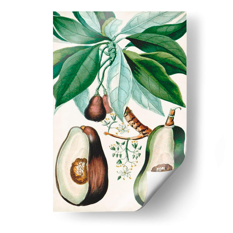 Turpin Tropical Fruta V - Turpin | Cuadro decorativo de Canvas Lab