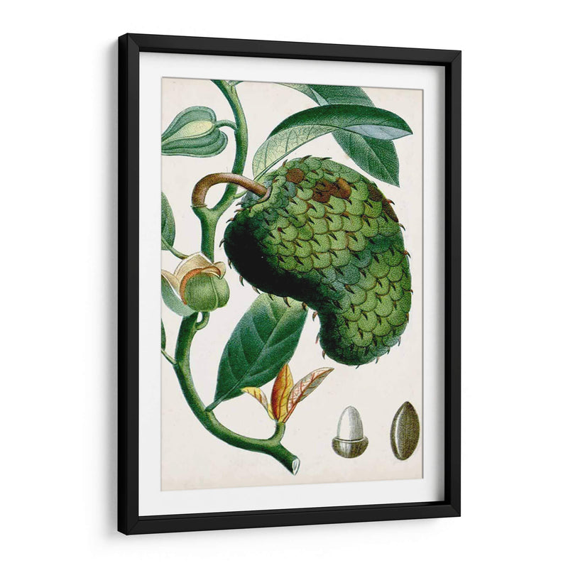 Turpin Tropical Fruit Viii - Turpin | Cuadro decorativo de Canvas Lab