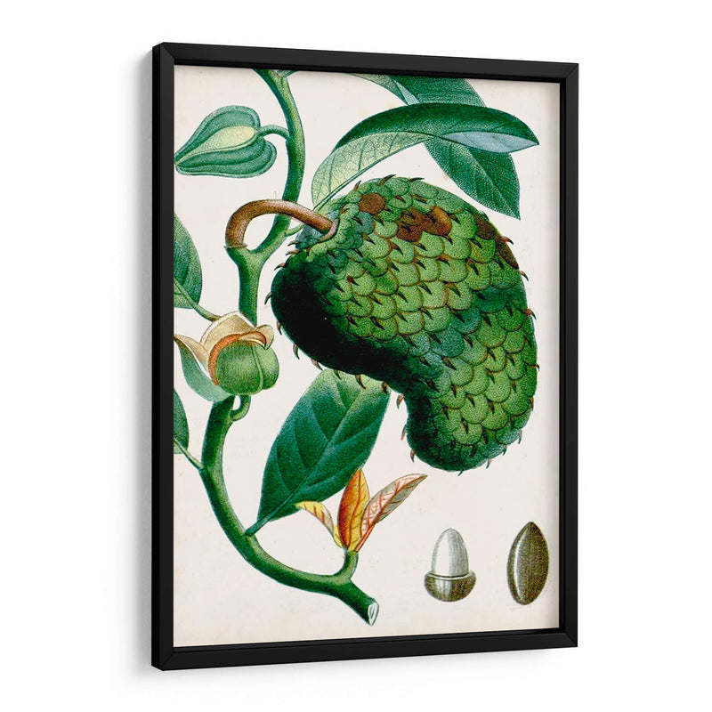 Turpin Tropical Fruit Viii - Turpin | Cuadro decorativo de Canvas Lab