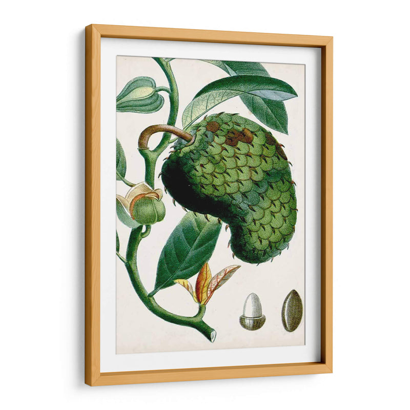 Turpin Tropical Fruit Viii - Turpin | Cuadro decorativo de Canvas Lab