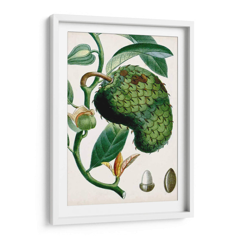 Turpin Tropical Fruit Viii - Turpin | Cuadro decorativo de Canvas Lab