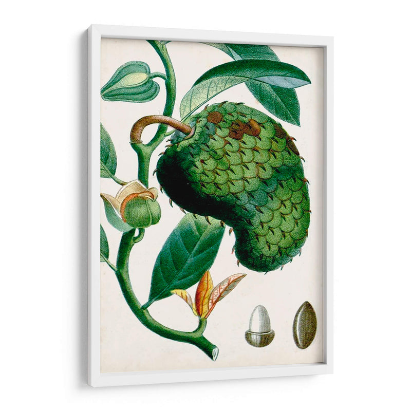 Turpin Tropical Fruit Viii - Turpin | Cuadro decorativo de Canvas Lab