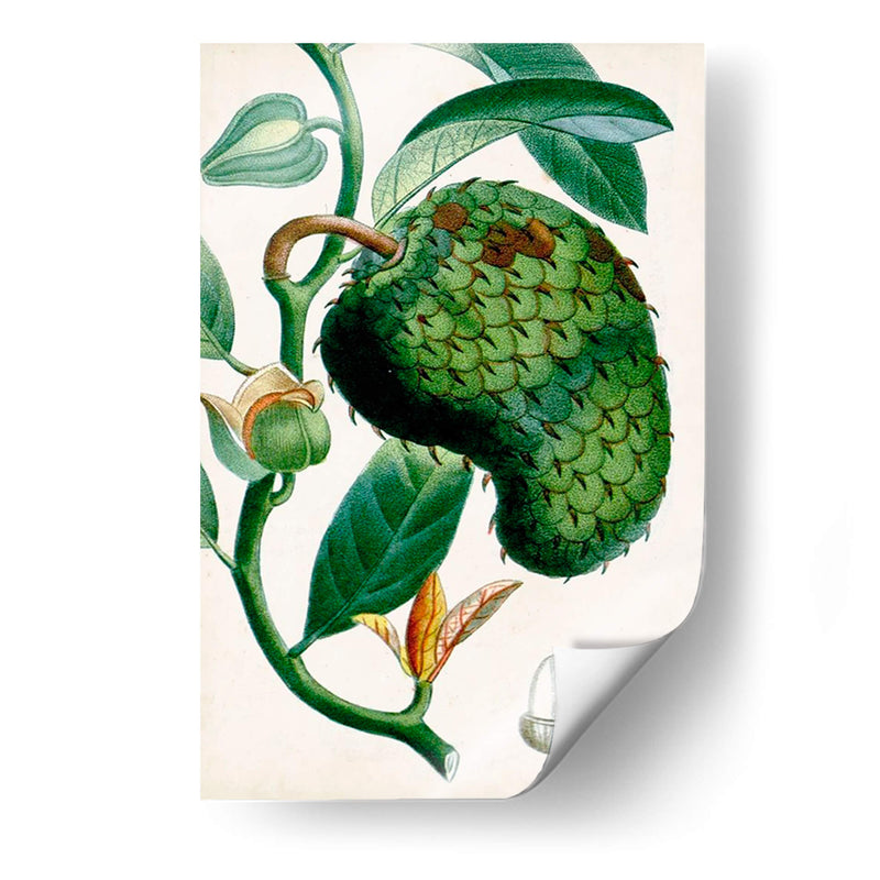 Turpin Tropical Fruit Viii - Turpin | Cuadro decorativo de Canvas Lab