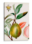 Turpin Tropical Fruit Ix - Turpin | Cuadro decorativo de Canvas Lab