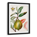 Turpin Tropical Fruit Ix - Turpin | Cuadro decorativo de Canvas Lab