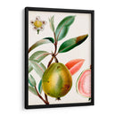 Turpin Tropical Fruit Ix - Turpin | Cuadro decorativo de Canvas Lab