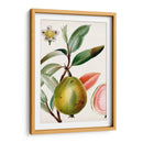 Turpin Tropical Fruit Ix - Turpin | Cuadro decorativo de Canvas Lab