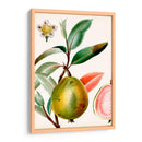 Turpin Tropical Fruit Ix - Turpin | Cuadro decorativo de Canvas Lab