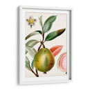 Turpin Tropical Fruit Ix - Turpin | Cuadro decorativo de Canvas Lab