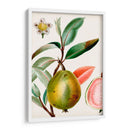 Turpin Tropical Fruit Ix - Turpin | Cuadro decorativo de Canvas Lab