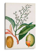 Turpin Tropical Fruit X - Turpin | Cuadro decorativo de Canvas Lab