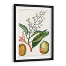 Turpin Tropical Fruit X - Turpin | Cuadro decorativo de Canvas Lab
