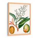 Turpin Tropical Fruit X - Turpin | Cuadro decorativo de Canvas Lab