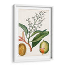 Turpin Tropical Fruit X - Turpin | Cuadro decorativo de Canvas Lab