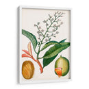 Turpin Tropical Fruit X - Turpin | Cuadro decorativo de Canvas Lab