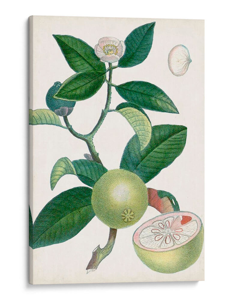 Turpin Tropical Fruit Xi - Turpin | Cuadro decorativo de Canvas Lab