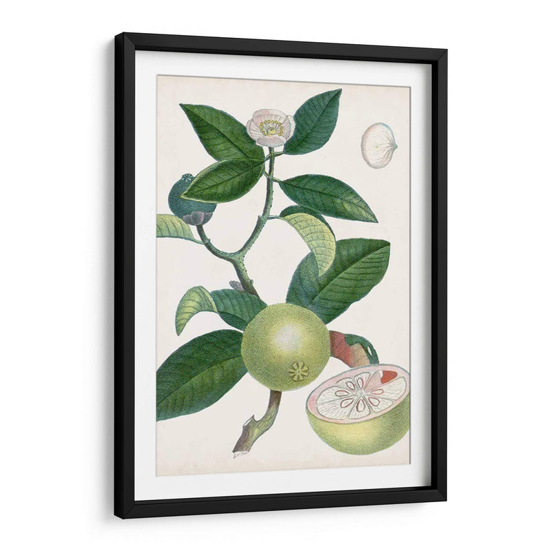 Turpin Tropical Fruit Xi - Turpin | Cuadro decorativo de Canvas Lab