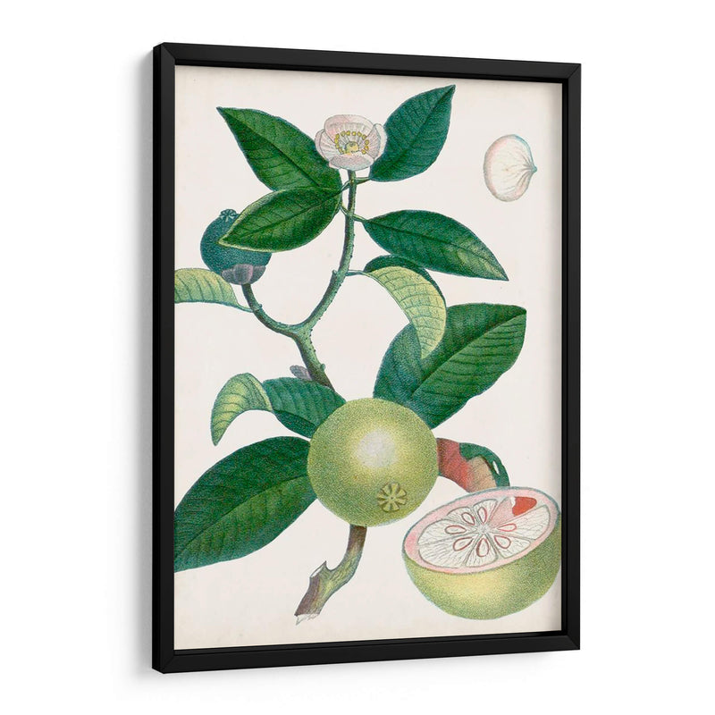 Turpin Tropical Fruit Xi - Turpin | Cuadro decorativo de Canvas Lab