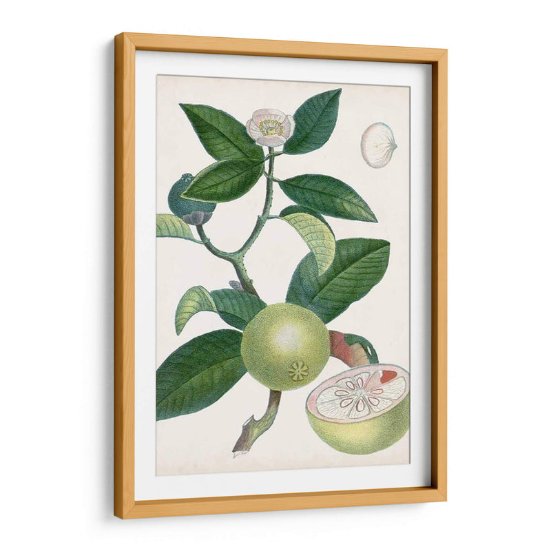 Turpin Tropical Fruit Xi - Turpin | Cuadro decorativo de Canvas Lab