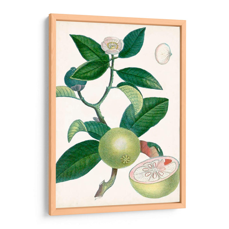 Turpin Tropical Fruit Xi - Turpin | Cuadro decorativo de Canvas Lab