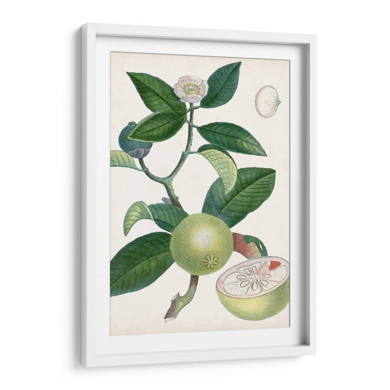 Turpin Tropical Fruit Xi - Turpin | Cuadro decorativo de Canvas Lab