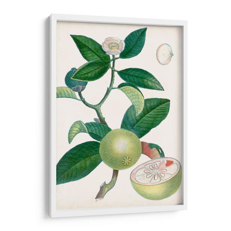 Turpin Tropical Fruit Xi - Turpin | Cuadro decorativo de Canvas Lab