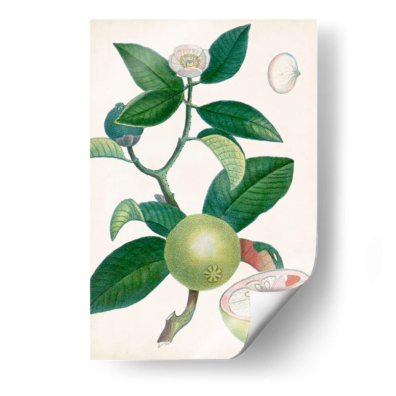 Turpin Tropical Fruit Xi - Turpin | Cuadro decorativo de Canvas Lab