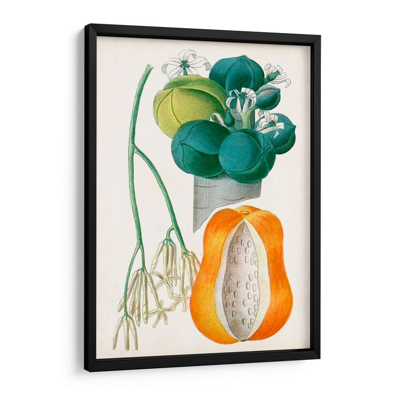 Turpin Tropical Fruit Xii - Turpin | Cuadro decorativo de Canvas Lab