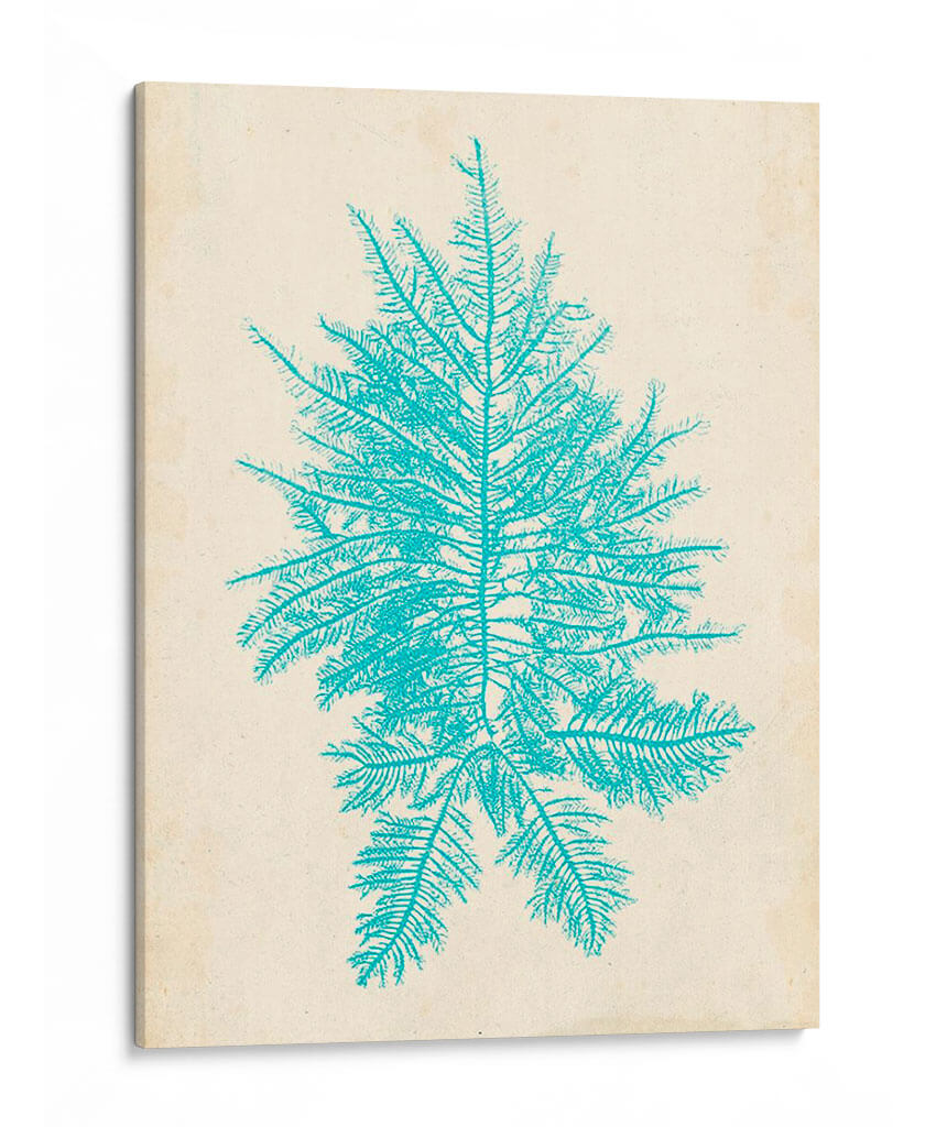 Aquamarine Seaweed Iii - Vision Studio | Cuadro decorativo de Canvas Lab