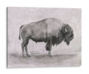 Estudio De Bisonte Salvaje I - Emma Scarvey | Cuadro decorativo de Canvas Lab