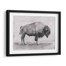 Estudio De Bisonte Salvaje I - Emma Scarvey | Cuadro decorativo de Canvas Lab