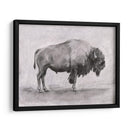 Estudio De Bisonte Salvaje I - Emma Scarvey | Cuadro decorativo de Canvas Lab