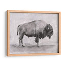 Estudio De Bisonte Salvaje I - Emma Scarvey | Cuadro decorativo de Canvas Lab