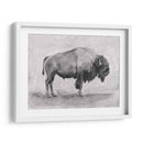 Estudio De Bisonte Salvaje I - Emma Scarvey | Cuadro decorativo de Canvas Lab