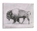 Estudio De Bison Wild Bison Ii - Emma Scarvey | Cuadro decorativo de Canvas Lab