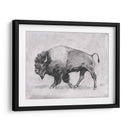 Estudio De Bison Wild Bison Ii - Emma Scarvey | Cuadro decorativo de Canvas Lab