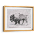 Estudio De Bison Wild Bison Ii - Emma Scarvey | Cuadro decorativo de Canvas Lab