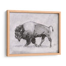 Estudio De Bison Wild Bison Ii - Emma Scarvey | Cuadro decorativo de Canvas Lab