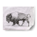 Estudio De Bison Wild Bison Ii - Emma Scarvey | Cuadro decorativo de Canvas Lab