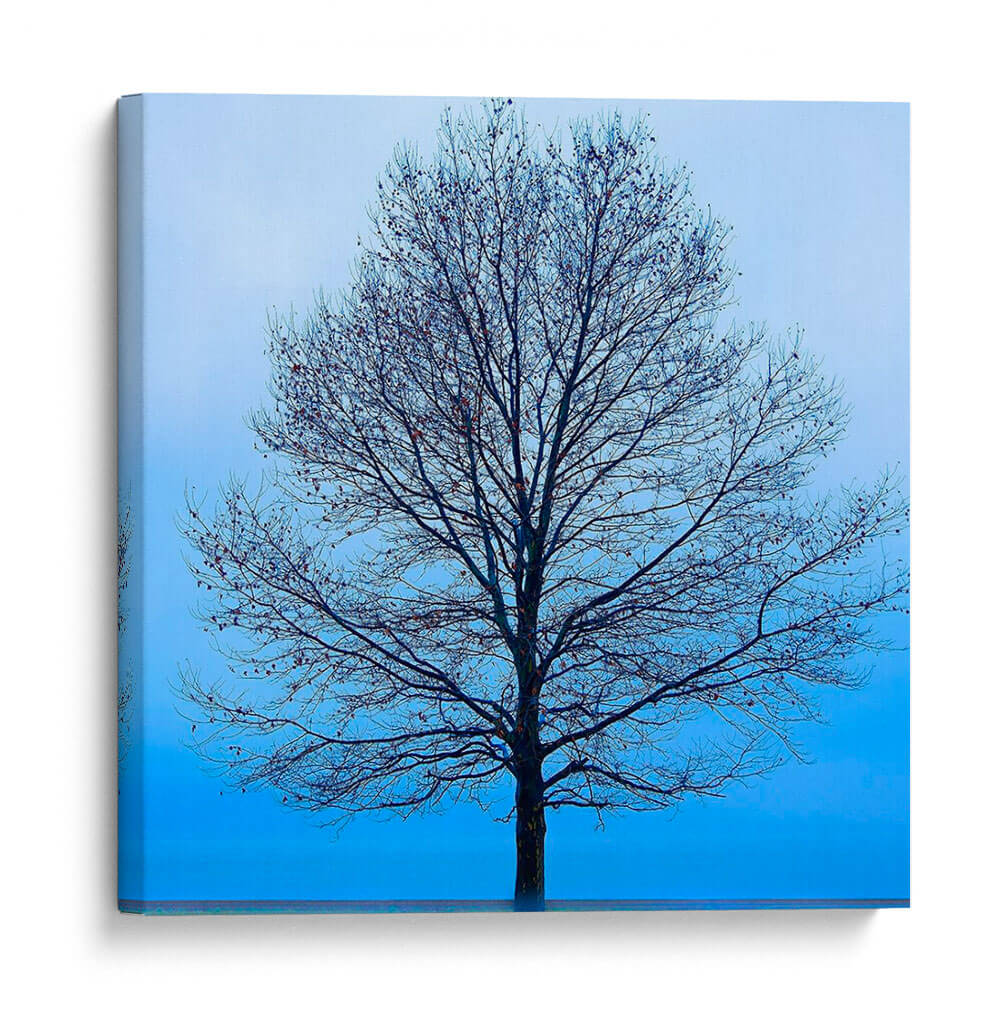 Árbol De Noviembre - James McLoughlin | Cuadro decorativo de Canvas Lab